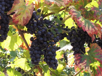 Weintrauben f�r neuen Wein