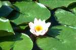 einzelne Seerose